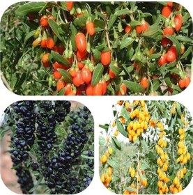 Resim Tüplü Goji Berry Fidanı Paketi Siyah-sarı-kırmızı Tek Pakette 