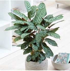 Resim Calathea Ctenanthe Setosa (Dua Çiçeği) 20-40 cm 