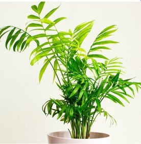 Resim Dağ Palmiyesi -Chamaedorea Elegans 15 cm 