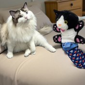 Resim Etkileşimli Kedi Köşesi Peluş Oyuncak - Dayanıklı Yumuşak Polar Kedi Oyuncak, Sağlam Dolgu, İç Mekan Kedileri İçin Güvenli Eğlenceli Tasarım, Zihinsel Stimulation ve Bağlanma, Pil Gerektirmez, Tüm Irklar ve Boyutlar, Kedi Oyuncak, Eğlenceli Tasarım, Peluş Yapı, Pil Gerektirmez 