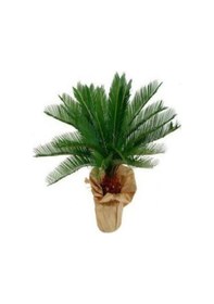 Resim Cycas Ağacı Tohumu Sikas Ağacı Tohumu Revoluta Süs Ağacı 10 Adet Dev Tohum 
