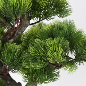 Resim Saksılı Bonsai Çam Ağacı 55cm 