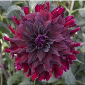 Resim Kadife Kırmızı Yıldız Çiçeği Soğanı Dahlia 2 Adet 