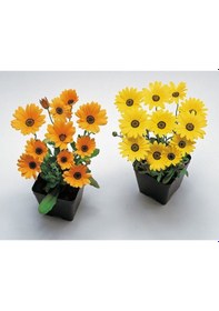 Resim Sarı Golden Yellow Afrika Papatyası Çiçeği Tohumu 30 Tohum 