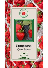 Resim 25 Adet Camarosa Çilek Fidesi Açık Kök ve Taze Söküm (Frigo) 