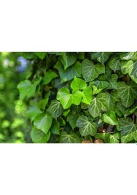 Resim Hedera Helix - Orman Sarmaşığı 100 - 150 cm 10 Adet 