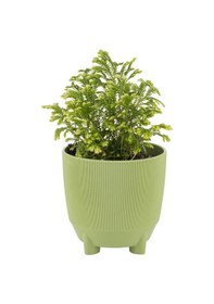 Resim Poliwork Kaktüs Yuvarak Saksı 0,46 Lt 95 95 Mm 02924798 