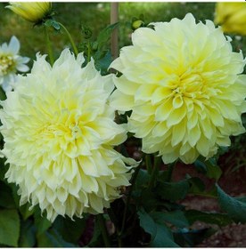 Resim Büyük Çiçekli K.Floodlight Dahlia Yıldız Çiçeği Yumrusu 1 Adet 