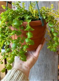 Resim Altın Kolye Çiçeği 1 Adet Sarı Çiçekli 30-40cm Lysimachia Nummulari 