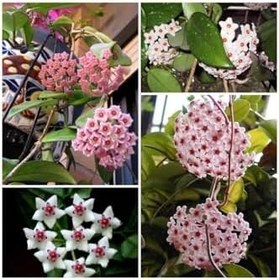 Resim Çok Avantajlı Mum Çiçeği Fidesi Hoya Carnosa Kokulu 9Cm Saksıda 2 Adet 