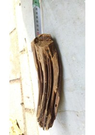 Resim Akvaryum Dekoru Mango Kökü Mangrov 15-22 CM 