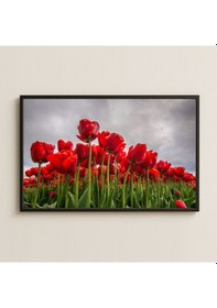 Resim Gri Gökyüzü Önünde Kırmızı Lâle Bahçesi Dijital Fotoğraf Pleksi Tablo 