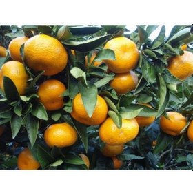 Resim Satsuma Mandalina Fidanı 3 Adet - 3 Yaş Tüplü Fidan 