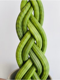 Resim SUKULENTİSTANBUL Sansevieria Gevlochten - Cylindrica( Örgülü Paşa Kılıcı) - 8cm Üretim saksılı 