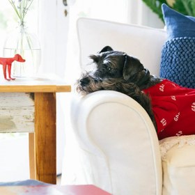 Resim GAP Köpek Tulum / Pijama - Lacivert / XL 