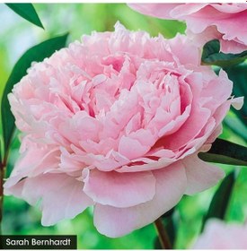 Resim Peonies Festiva Maxima Pink Şakayık Çiçeği Yumrusu-rizomu 1 Adet N11.24734 