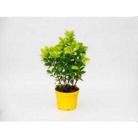 Resim Sarı Saksıda Gold Taflan Euonymus 10 Adet 
