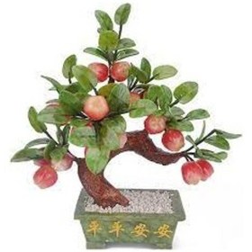 Resim 10 Adet Tohum Organik Hobi Bahçe Elma Bonsai Ağaç Tohumu Saks 
