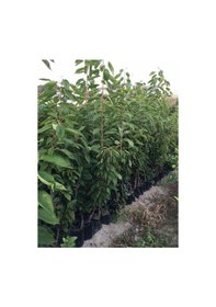 Resim Tüplü 4 Yaş Napolyon Ziraat 900 Kiraz Fidanı Boy 180-200 Cm 