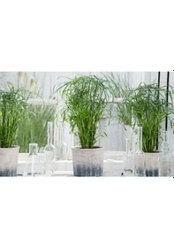 Resim Japon Şemsiyesi - Cyperus Alternifolius 20-40 cm 