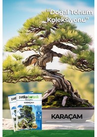 Resim 20 Adet Karaçam Ağaç Tohumu 