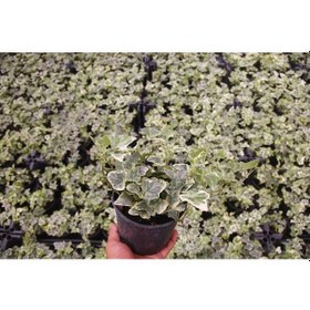 Resim Küçük Yapraklı Hedera Sarmaşık 3 Adet N11.28613 