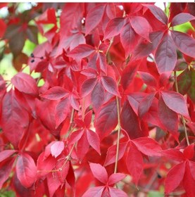 Resim 10 Adet Tüplü Amerikan Sarmaşığı hazan Dalı. Frenk Asması Fidan 