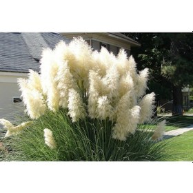 Resim Pampas Otu - Saz Püskülü Çiçeği 5 Adet 