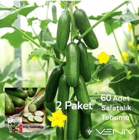 Resim 60 Adet Köy Salatalık Tohumu- 2 Paket 2 