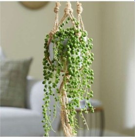 Resim Tesbih Çiçeği Bezelye Kolyesi - Askılı Saksıda 3 Adet 