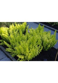 Resim Sarı Berberis Kadın Tuzluğu Berberis Thunbergii Maria 3 Adet 