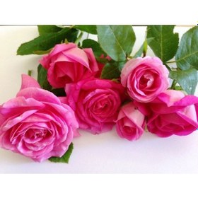 Resim Tüplü Yediveren Kokulu Reçellik Isparta Gül 3-4 Yaş 100-150 Cm 