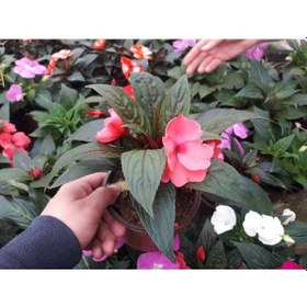 Resim Kırmızı Katmerli Cam Güzeli Çiçeği - 5 Adet Canlı Çiçek 