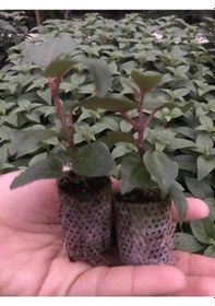 Resim Xxl Çiçekli Deep Purple Küpe Çiçeği Fidesi 1 Fide 