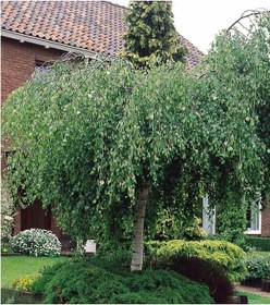 Resim Huş Ağacı Betula Pendula 