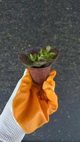 Resim NuNu By Crimson Edge Mini Sukulent - 6-10 cm 