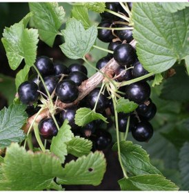 Resim Tüplü Aromatik Rosenthals Siyah Frenk Üzümü Fidanı 