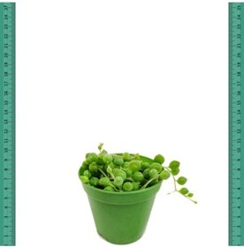 Resim Tesbih Çiçeği İnci Tanesi Senecio Rowleyanus 