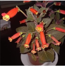 Resim Özel Tür Brasil Gem Kohleria Japon Küpelisi Çiçeği Fidesi Mini Pot 