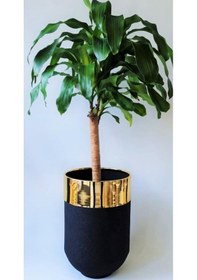 Resim Dekoratif Büyük Gold Saksı, Darbuka Saksı 60 Cm 