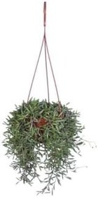 Resim Yakut Kolyesi Çiçeği (Othonna Capensis) Askılı Saksı'Da 