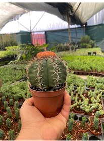 Resim Melocactus Matanzanus Geniş Şapkalı Kafalı Kaktüs Tohumu 5 Tohum 
