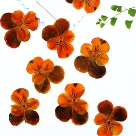 Resim 12 Adet Üç Renkli Petunya Preslenmiş Kurutulmuş Çiçek - Fotoğraf Çerçeveleri, Telefon Kılıfları, Kokulu Mumlar ve Bayramlarda Arkadaşlar & Öğretmenler İçin Hediye Yapımı için DIY Projeler 