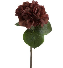 Resim BORDO ORTANCA ÇİÇEK 