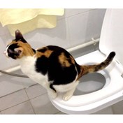 Resim Genel Markalar Yok Citi Kitty Kedi Tuvalet Eğitim Seti Saç Islak ve Kuru 1 Yıl Çok Renkli Kablosuz 1-3 