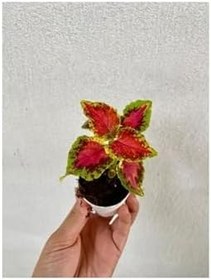 Resim Kırmızı Yeşil Renk Yaprak Güzeli Çiçeği 1 Adet 