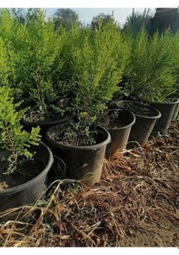 Resim Videolu Limon Selvi Limon Kokulu 10 Adet Saksılı/ Tüplü 30-50 Cm Cupressus Macrocarpa 