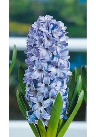 Resim İthal Sümbül Soğanı Mavi Hyacinth Blue 