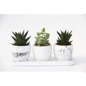 Resim Trio Beyaz Sukulent Seti - Haworthia. Crassula Perforata 