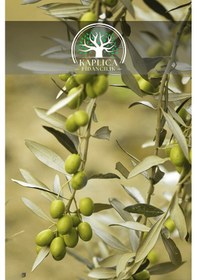 Resim 6 Adet - Sofralık Gemlik Zeytin Fidanı 1 Metre Boy 3 Yaş 